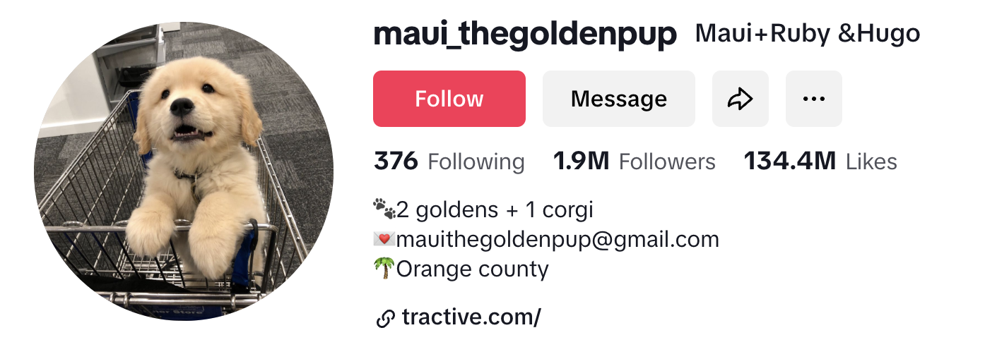 Maui a golden doodle puppy in a shopping cart